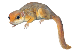 Portrait of a Small European Dormouse Rodent on Transparent Background with Detailed Fur Texture png