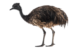 Portrait of a Young Emu Isolated on Black Background Featuring Detailed Feathers and a Flightless Bird with Australian Wildlife Characteristics png