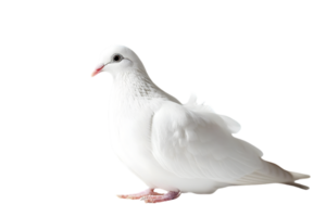 Portrait of a Pristine White Dove with Elegant Plumage on Transparent Background in a Studio Shot Featuring Soft Lighting png