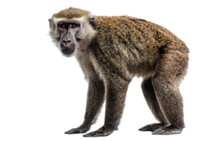 Profile View of Gray Monkey on Transparent Background Animal Portrait with Dense Fur and Dark Eyes and Black Background png
