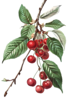 Red Cherries Clustered on Branch with Green Leaves Isolated on Transparent Background Botanical Illustration of Fresh Ripe Fruit png