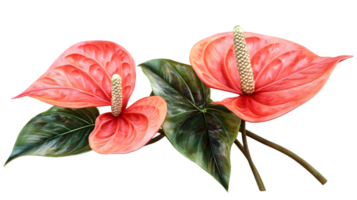 Red Anthurium Flowers Isolated on Transparent Background Botanical Illustration with Vibrant Colors and Detailed Textures png