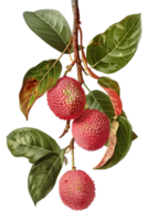 Red Lychee Fruits Hanging from Branch with Green Leaves on a Transparent Background png