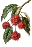 Red Rambutan Fruits on Branch with Green Leaves Isolated on Transparent Background png