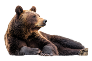Resting Brown Bear Isolated on Transparent Background in Wildlife Setting with Detailed Fur Texture and Neutral Lighting for Stock Photography png