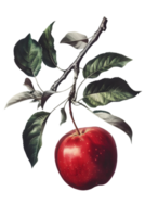 Ripe Red Apple Hanging from Branch with Green Leaves on Transparent Background png