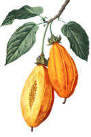 Ripe Orange Tropical Fruits Hanging on a Branch with Lush Green Leaves Isolated on Transparent Background Botanical Illustration png