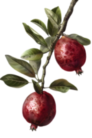Pomegranate Branch with Ripe Red Fruits and Green Leaves Isolated on Transparent Background png