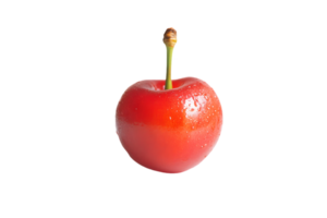 Single Glossy Red Cherry with Stem on Transparent Backdrop for Creative Uses and Visual Presentation png