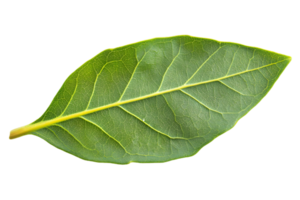 Single Green Leaf with Visible Veins and Light Speckles on Transparent Background a Detailed Botanical Study png