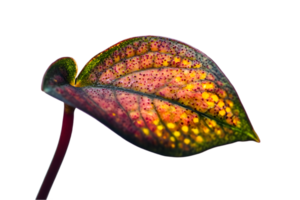 Single Variegated Leaf Close Up with Detailed Veins and Colorful Patterns on a Transparent Background png