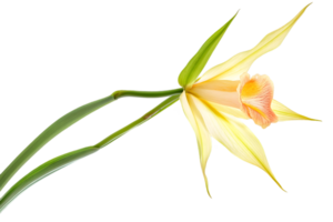 Single Yellow Orchid Blossom with Delicate Petals and Green Stem on Transparent Background png