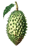 Spiky Green Soursop Fruit with Leaf on a Transparent Background Close Up of Graviola and Annona Muricata with Healthy Sweet Tropical Flavor png