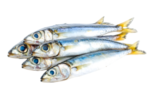 Stack of Fresh Raw Sardines with Silver Scales on a Transparent Background for Culinary Projects png