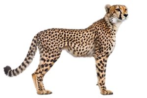 Side View of a Cheetah with Spotted Fur on Transparent Background Revealing Tan Body and Black Spots in Studio Lighting png