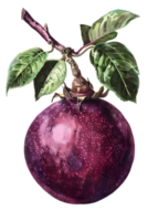 Single Purple Passionfruit on Branch with Green Leaves Isolated on Transparent Background png