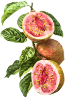 Sliced Guava Fruit on a Branch with Lush Green Leaves Against Transparent Background Detailed Macro Shot png