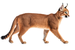 Side View of Walking Caracal with Transparent Background in Studio Shot a Wild Feline with Distinctive Ears and Sandy Fur with Elegant and Graceful Body png