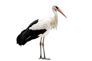 Striking Stork with Black and White Feathers Standing Tall on a Transparent Background Featuring a Long Beak and Slender Legs png