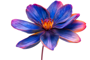 Striking Flower with Blue Petals and Pink Edges on Transparent Background Delicate Details and Shimmering Texture in a Studio Shot png