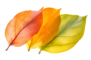 Three Colorful Autumn Leaves In a Row From Green to Orange on a Transparent Background png