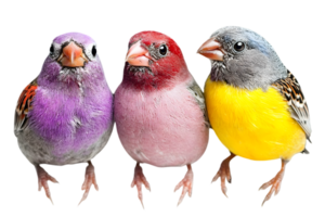 Three Colorful Finch Birds Standing Closely Together on Transparent Background Showing Vibrant Plumage and Exotic Color Variety png