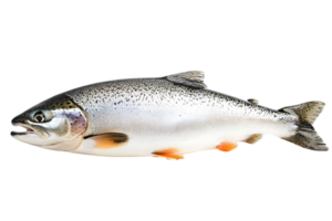 Studio Shot of a Fresh Trout Fish with Silver Scales and Visible Fins on Transparent Background for Seafood Marketing and Aquatic Life Representations png