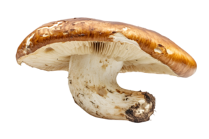 Studio Shot of a Single Brown Agaricus Mushroom with Gills and Stem on Transparent Background png
