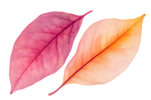 Two Colorful Leaves with Autumnal Hues in Red and Orange on Transparent Backdrop Botanical and Organic Floral Design png