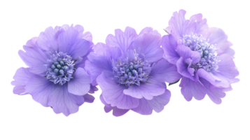 Three Purple Flowers in a Row with Detailed Petals and Centers Isolated on a Transparent Background for Elegant Design Elements and Floral Arrangements png