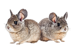 Two Furry Chinchillas with Grey and Brown Fur Posing on a Transparent Background in a Studio Setting Isolated and Looking Cute png