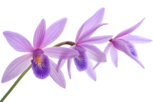 Three Purple Orchids in Full Bloom with Delicate Petals and Intricate Patterns on Transparent Background Showing Botanical Elegance and Natural Beauty png