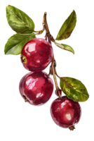 Three Red Apples Hang from a Branch with Green Leaves Watercolor Illustration on a Transparent Background Suitable for Food and Nature Themed Designs png