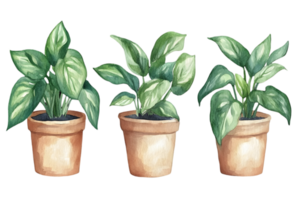 Three Watercolor Potted Green Plants with Varied Leaf Patterns on a Transparent Background png