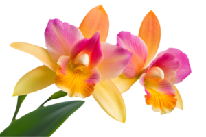 Three Vibrant Orchids with Yellow Pink and Orange Petals Isolated on Transparent Background with Intricate Details png