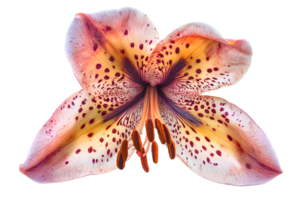 Tiger Lily Blossom Close Up with Orange Yellow and Brown Petals Displaying Spotted Patterns on a Transparent Background png