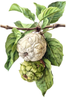 Two Apples Hanging from Branch with Green Leaves and Transparent Background Botanical Illustration png