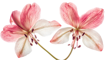 Two Pink and White Flowers with Intricate Veins on Transparent Background png
