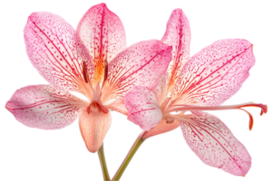 Two Pink Stripped Alstroemeria Flowers on Transparent Background a Delicate Floral Arrangement with Intricate Patterns png