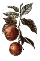Two Red Apples on Branch with Green Leaves Isolated on Transparent Background Still Life Botanical Illustration in Vintage Style png