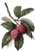 Two Red Lychee Fruits Hanging from Branch with Green Leaves on Transparent Background png