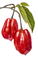 Two Vibrant Red Fruits Hanging on a Branch with Water Droplets and Green Leaves on a Transparent Background png