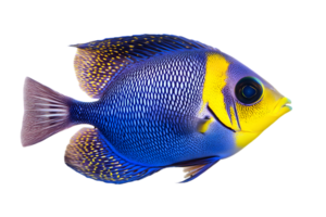 Vibrant Angelfish with Blue and Yellow Pattern Isolated on Transparent Background Displaying Colorful Scales and Fin Details in a Detailed Studio Shot png