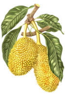 Two Jackfruits Hanging From Branch with Green Leaves Isolated on Transparent Background Close Up png