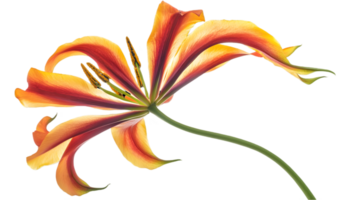 Vibrant Orange and Red Flame Lily Flower with Transparent Background for Graphic Design Element with Botanical Details and Exotic Tropical Bloom png
