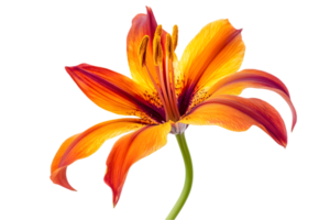 Vibrant Orange Lily with Red Accents Isolated Against Transparent Background Close Up Capturing Detailed Textures and Botanical Beauty in a Studio Setting png