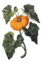 Vibrant Orange Pumpkin with Green Leaves and Stem on Transparent Black Background Detailed Close Up of an Autumn Harvest Still Life png