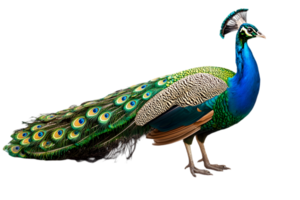 Vibrant Peacock Standing Tall with Iridescent Plumage and Elegant Tail Displaying a Beautiful Array of Colors on Transparent Background png