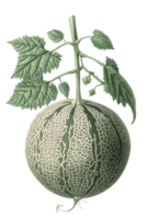Vintage Botanical Illustration Of A Ripe Melon Plant With Detailed Leaves And Stem Isolated On Transparent Background For Gardening And Agriculture Projects png