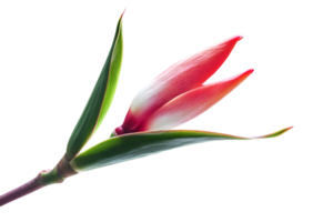 Vibrant Red Tropical Flower Bud on Transparent Background Showcasing Detailed Petals Leaves and Stem in a Studio Shot png
